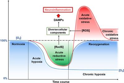 Vicious cycle of oxidative stress and neuroinflammation in pathophysiology of chronic vascular encephalopathy